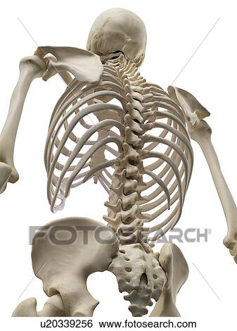 Human spine, artwork View Large Illustration Stock Illustration - Human spine, artwork. Fotosearch