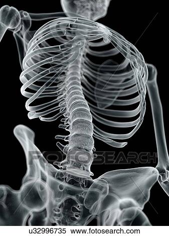 Stock Illustration - Human spine, artwork. Fotosearch