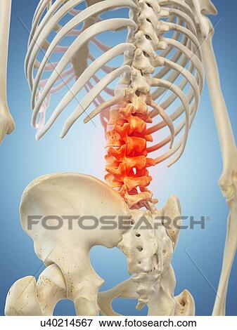 Stock Illustration - Human spine, artwork. Fotosearch
