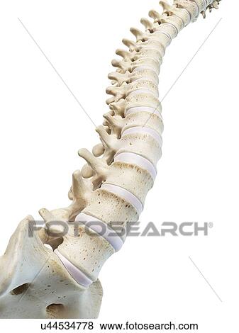 Stock Illustration - Human spine, artwork. Fotosearch