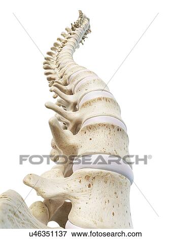 Human spine, artwork View Large Illustration Stock Illustration - Human spine, artwork. Fotosearch