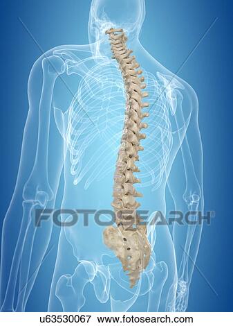 Stock Illustration - Human spine, artwork. Fotosearch