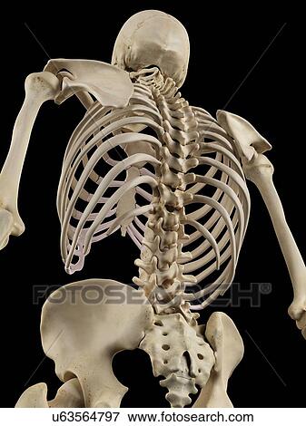 Stock Illustration - Human spine, artwork. Fotosearch