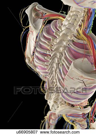 Stock Illustration - Human spine, artwork. Fotosearch