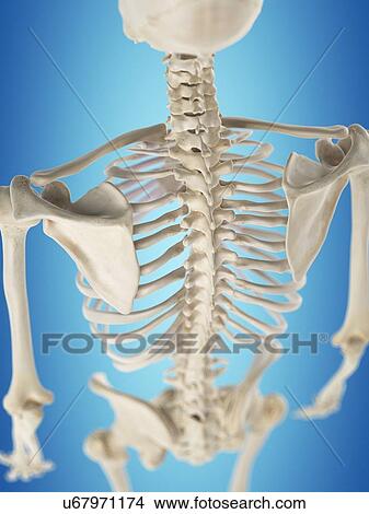 Stock Illustration - Human spine, artwork. Fotosearch