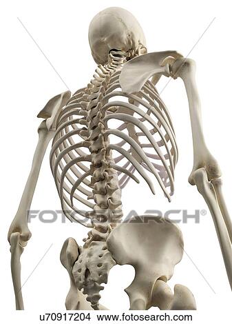 Human spine, artwork View Large Illustration Stock Illustration - Human spine, artwork. Fotosearch