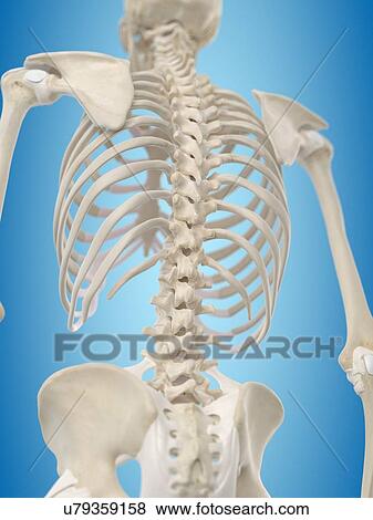 Human spine, artwork View Large Illustration Stock Illustration - Human spine, artwork. Fotosearch