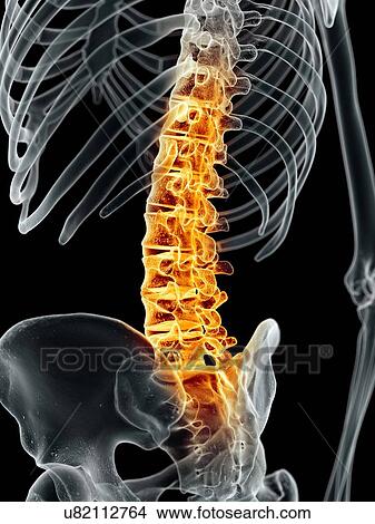 Stock Illustration - Human spine, artwork. Fotosearch