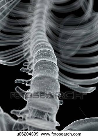 Stock Illustration - Human spine, artwork. Fotosearch