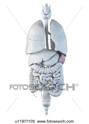 Human spleen, artwork View Large Illustration Stock Illustration - Human spleen, artwork. Fotosearch