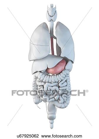 Human stomach, artwork View Large Illustration Drawing - Human stomach, artwork. Fotosearch