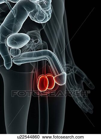 Clipart - Human testes, artwork. Fotosearch