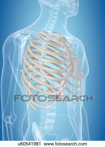 Clip Art - Human thorax, artwork. Fotosearch