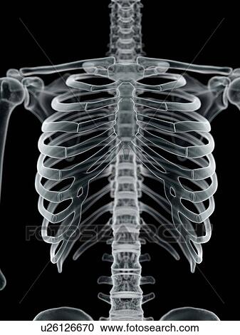 Clipart - Human thorax, artwork. Fotosearch