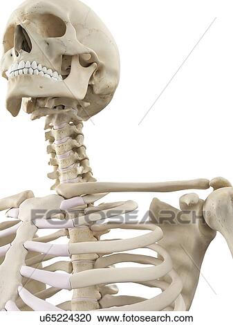 Clipart - Human thorax, artwork. Fotosearch