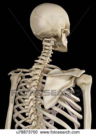 Human thorax, artwork View Large Illustration Clipart - Human thorax, artwork. Fotosearch