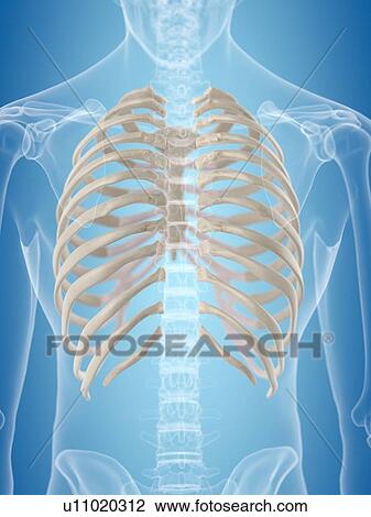 Drawing - Human thorax, artwork. Fotosearch