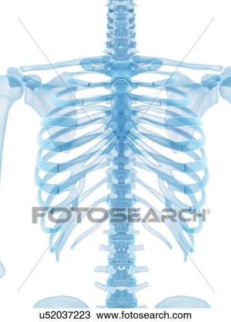 Human thorax, artwork View Large Illustration Drawing - Human thorax, artwork. Fotosearch