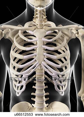 Human thorax, artwork View Large Illustration Drawing - Human thorax, artwork. Fotosearch