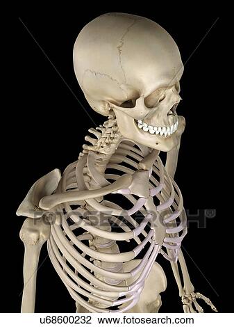 Human thorax, artwork View Large Illustration Drawing - Human thorax, artwork. Fotosearch