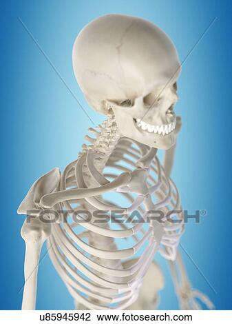 Drawing - Human thorax, artwork. Fotosearch