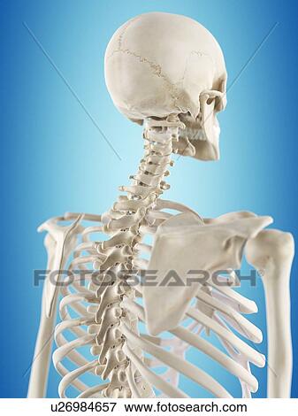 Human thorax, artwork View Large Illustration Stock Illustration - Human thorax, artwork. Fotosearch