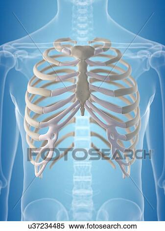 Stock Illustration - Human thorax, artwork. Fotosearch
