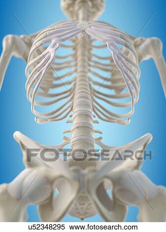 Stock Illustration - Human thorax, artwork. Fotosearch