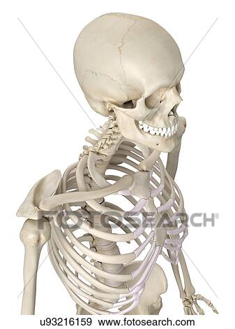 Stock Illustration - Human thorax, artwork. Fotosearch