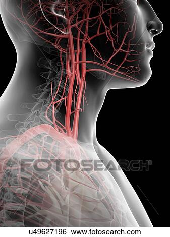 Stock Illustration - Human throat and arteries, artwork. Fotosearch