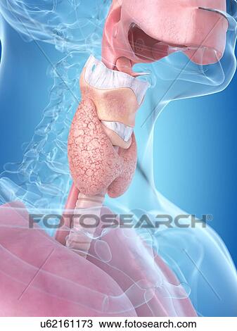 Human throat, artwork View Large Illustration Drawing - Human throat, artwork. Fotosearch