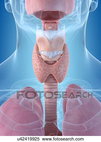 Human throat, artwork View Large Illustration Stock Illustration - Human throat, artwork. Fotosearch