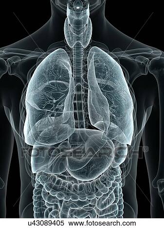 Human throat, artwork View Large Illustration Stock Illustration - Human throat, artwork. Fotosearch