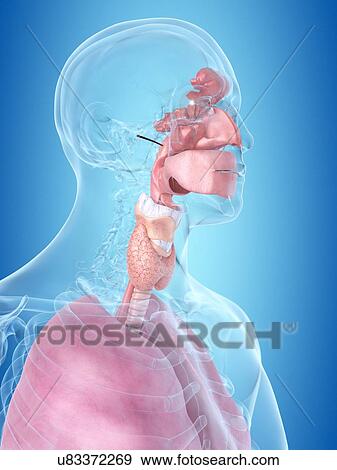 Stock Illustration - Human throat, artwork. Fotosearch