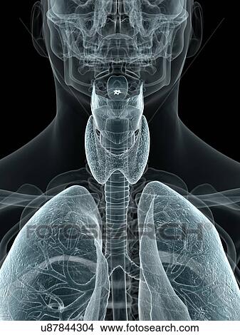 Stock Illustration - Human throat, artwork. Fotosearch