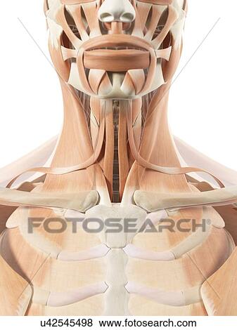 Stock Illustration - Human throat muscles, artwork. Fotosearch