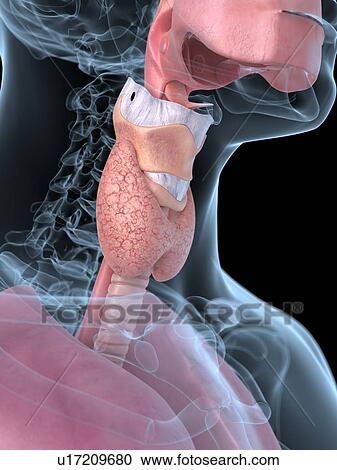 Clipart - Human thyroid, artwork. Fotosearch