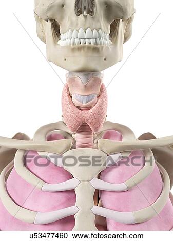Human thyroid, artwork View Large Illustration Clipart - Human thyroid, artwork. Fotosearch