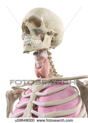 Clipart - Human thyroid, artwork. Fotosearch