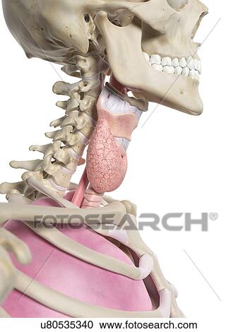 Human thyroid, artwork View Large Illustration Clipart - Human thyroid, artwork. Fotosearch