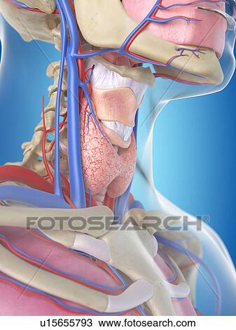 Human thyroid, artwork View Large Illustration Drawing - Human thyroid, artwork. Fotosearch