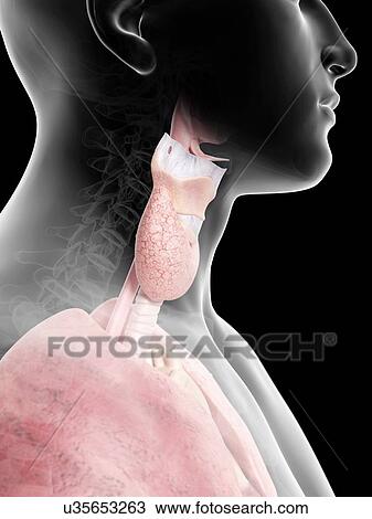 Human thyroid, artwork View Large Illustration Drawing - Human thyroid, artwork. Fotosearch