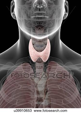 Drawing - Human thyroid, artwork. Fotosearch