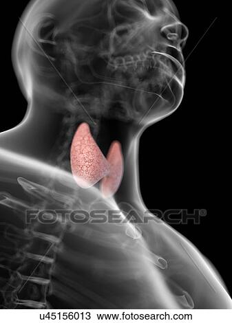 Human thyroid, artwork View Large Illustration Drawing - Human thyroid, artwork. Fotosearch