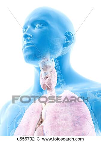 Human thyroid, artwork View Large Illustration Drawing - Human thyroid, artwork. Fotosearch