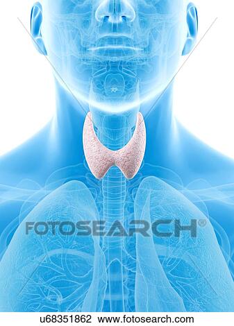 Human thyroid, artwork View Large Illustration Drawing - Human thyroid, artwork. Fotosearch