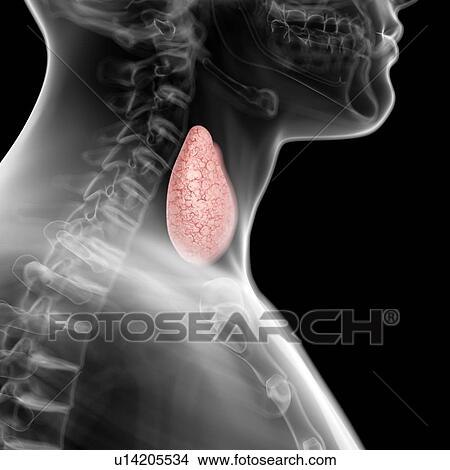 Human thyroid, artwork View Large Illustration Stock Illustration - Human thyroid, artwork. Fotosearch