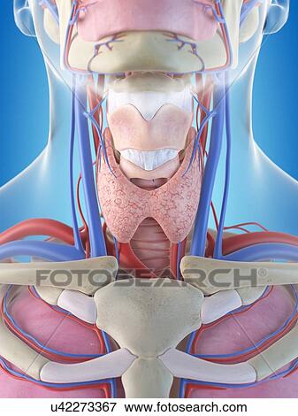 Human thyroid, artwork View Large Illustration Stock Illustration - Human thyroid, artwork. Fotosearch