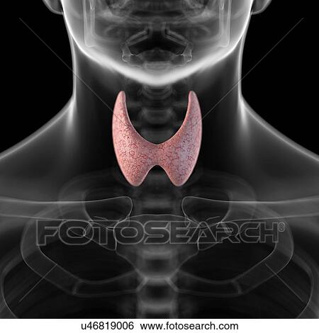 Stock Illustration - Human thyroid, artwork. Fotosearch