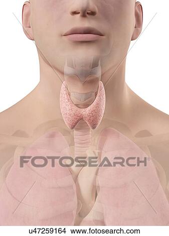 Stock Illustration - Human thyroid, artwork. Fotosearch